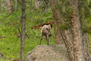 559 Yellowstone 01juin15 07H24
