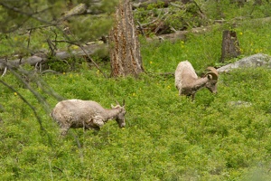562 Yellowstone 01juin15 07H30