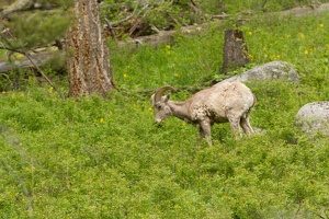 563 Yellowstone 01juin15 07H31