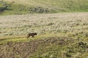 Mammals