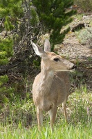 587 Yellowstone 01juin15 10H39