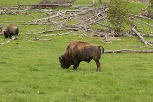 728 Yellowstone 02juin15 11H27