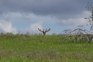 754 Yellowstone 02juin15 16H55