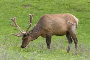 755 Yellowstone 02juin15 17H00