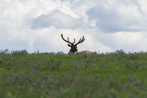 756 Yellowstone 02juin15 17H00