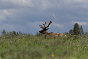 757 Yellowstone 02juin15 17H01