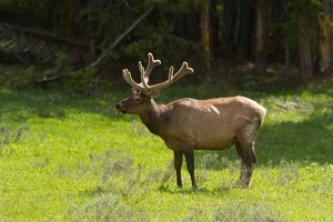 758 Yellowstone 02juin15 17H02