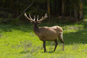 759 Yellowstone 02juin15 17H02