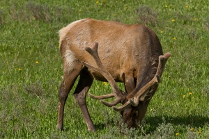 762 Yellowstone 02juin15 17H12