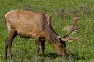 763 Yellowstone 02juin15 17H13