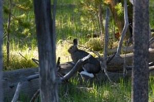 782 Yellowstone 03juin15 08H32