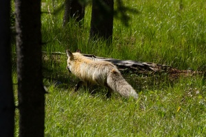 788 GrandTeton 03juin15 10H27