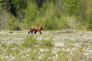 848 GrandTeton 04juin15 10H29