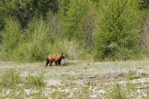 849 GrandTeton 04juin15 10H29