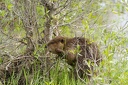 Beaver