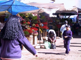 005 sucre marche