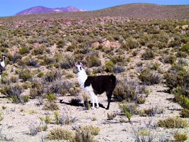 137 sud lipez lama