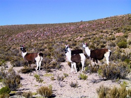139 sud lipez lamas