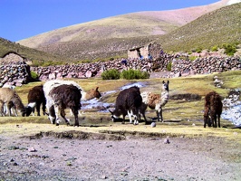 141 sud lipez lamas