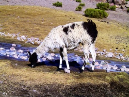 142 sud lipez lama