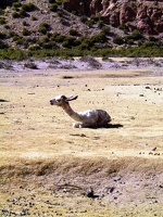 145 sud lipez bebe lama