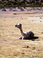 146 sud lipez bebe lama