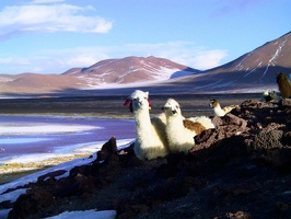 191 laguna colorada lamas
