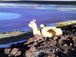 192 laguna colorada lamas