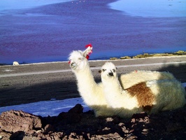 193 laguna colorada lamas