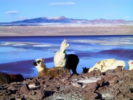 194 laguna colorada lamas