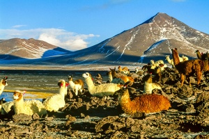 195 laguna colorada