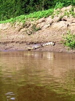 333 pampa alligator