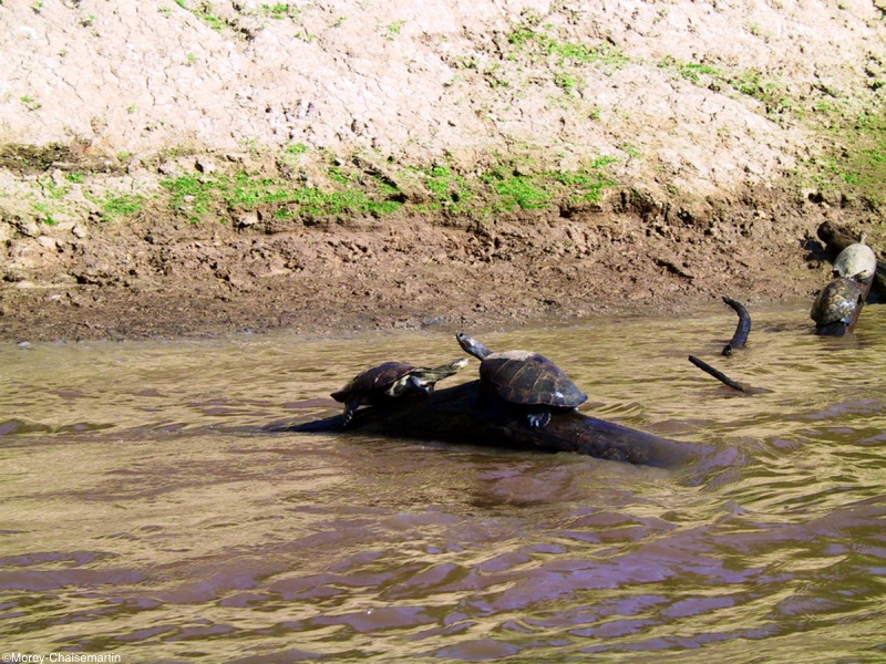335_pampa_tortues.jpg