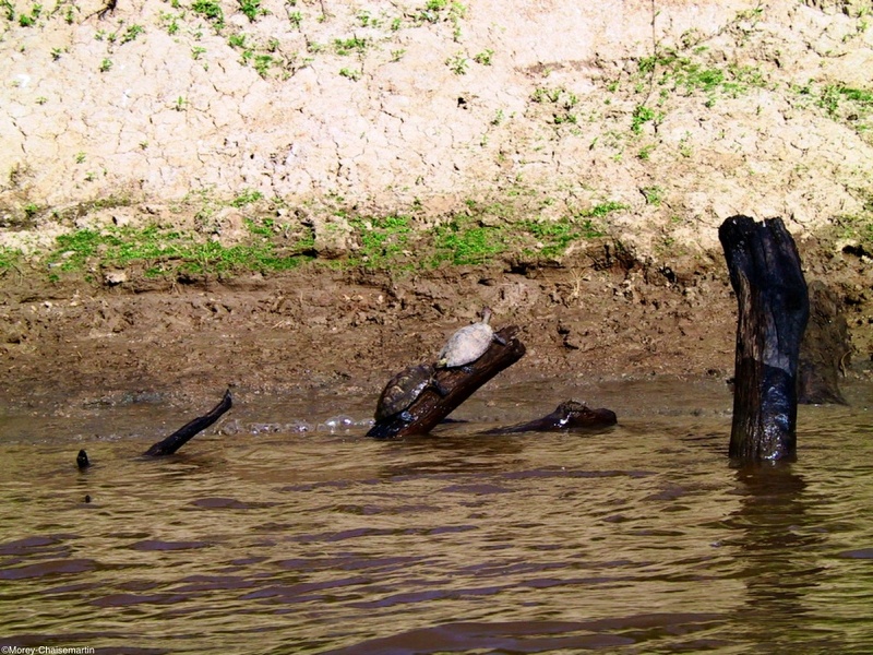 336_pampa_tortues.jpg