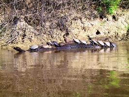 340 pampa tortues