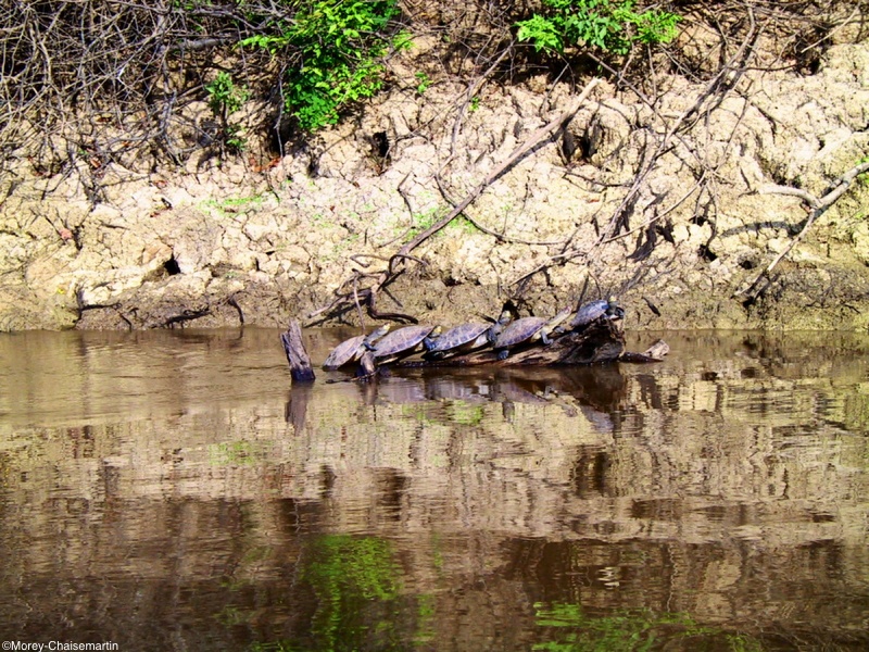 341_pampa_tortues.jpg