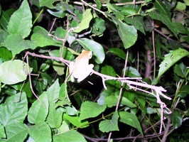 357 pampa grenouille 