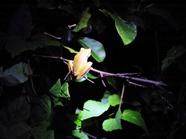 358 pampa grenouille 