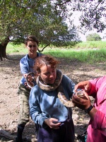 368 pampa anaconda