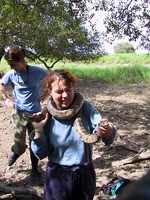 369 pampa anaconda