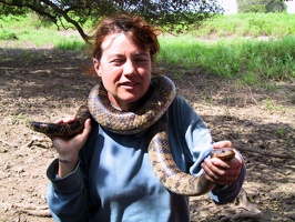 370 pampa anaconda