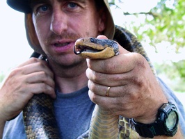 373 pampa anaconda