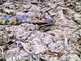 377 pampa anaconda