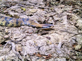 378 pampa anaconda