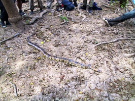 379 pampa anaconda
