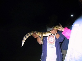 390 pampa alligator