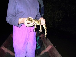 392 pampa alligator philou