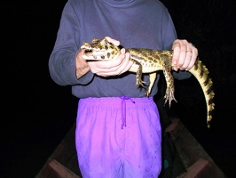 394 pampa alligator philou