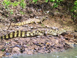 424 pampa alligators
