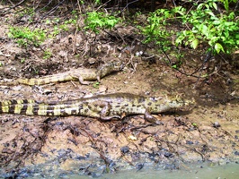 425 pampa alligators